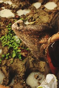 Close-up of a bird