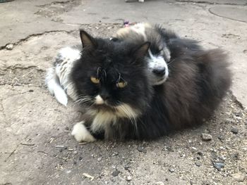 High angle view of cat lying on footpath