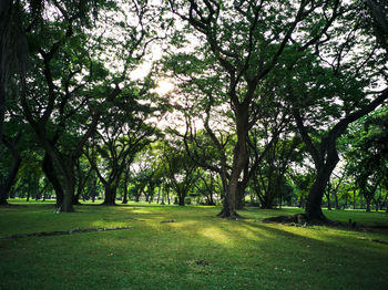 Trees in park