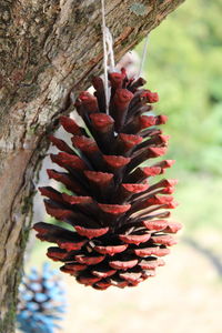 Close-up of succulent plant growing on tree trunk