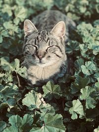 Portrait of cat surrounded in grass in the sunlight