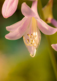 Close-up of purple flowering plant