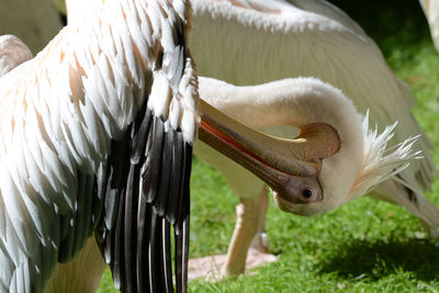 Close-up of pelican