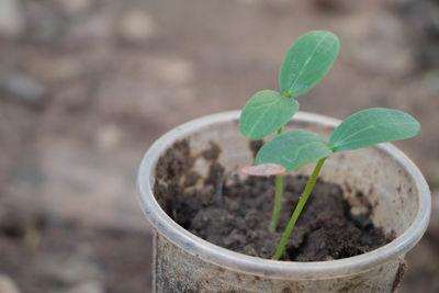 Close-up of small potted plant