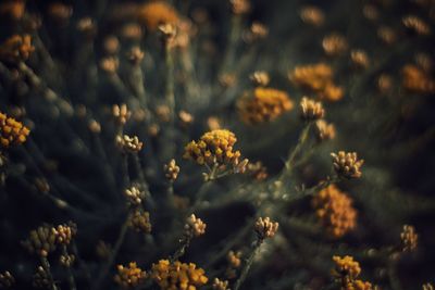 Close-up of yellow flowering plants on field