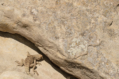 Close-up of lizard on rock