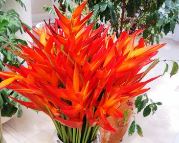 Close-up of red flowers