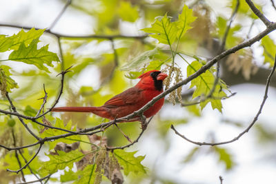 Male northern cardinal bird in michigan - usa