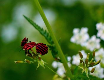 animal wildlife