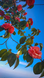 Low angle view of fresh flower tree against sky