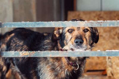 Portrait of dog standing by fence