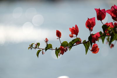 Close-up of flowers against sky