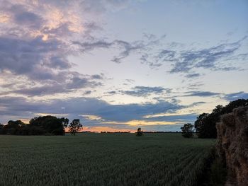 Scenic view of agricultural field against sky during sunset