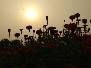 Silhouette of flowering plants on field against sky during sunset