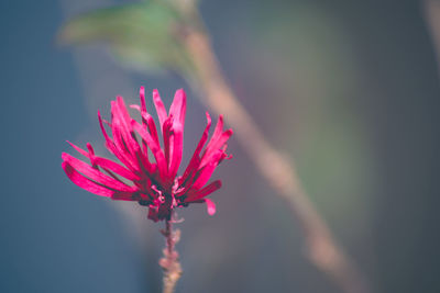 Close-up of pink flower