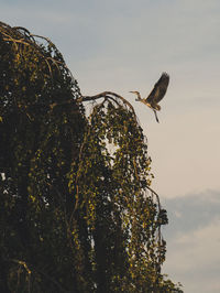 Low angle view of eagle flying against sky