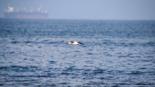 Bird on sea against sky