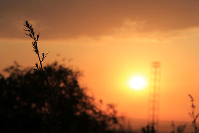 Silhouette plants against sky during sunset