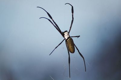 Close-up of insect flying