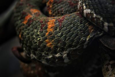 Close-up of snake