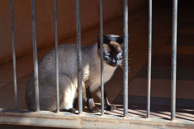 Portrait of cat sitting in cage