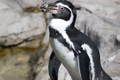 Close-up of penguin