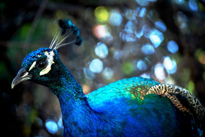 Close-up of peacock