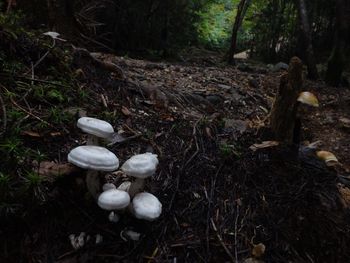 High angle view of mushrooms growing on field
