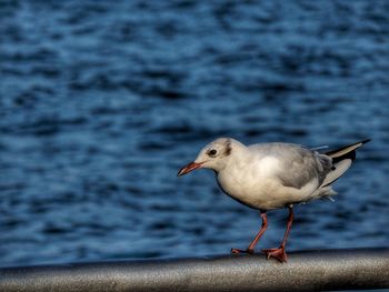 Seagull perching on a sea