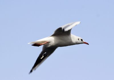Low angle view of seagull flying