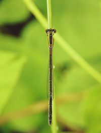 Close-up of dragonfly on plant