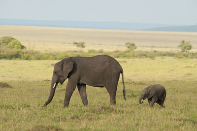 Elephant walking in a field