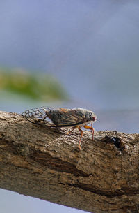 Close-up of cicada on branch