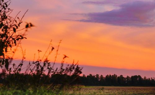 Silhouette plants on field against orange sky