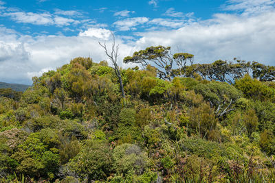 Plants growing on land against sky