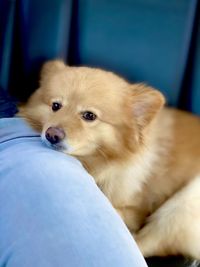 Portrait of dog lying down on bed at home