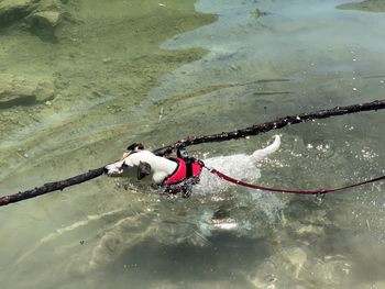 High angle view of dog on rope