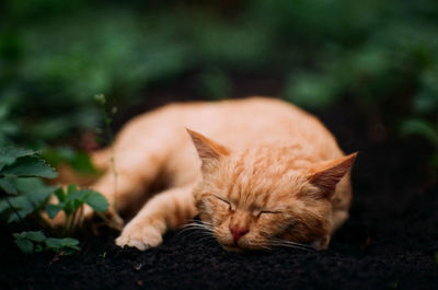 Close-up of cat sleeping on mud