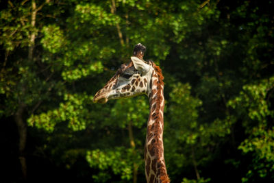 View of giraffe in zoo