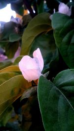 Close-up of pink flower