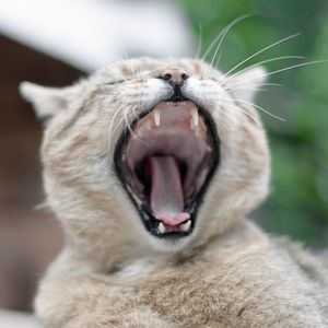 Close-up of cat yawning