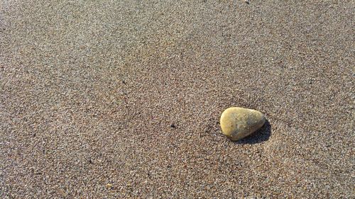 Close-up of shell on ground