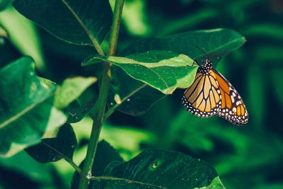 Close-up of butterfly on leaf