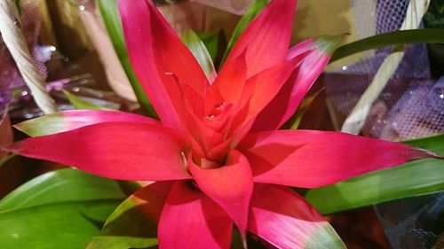 Close-up of pink flowers