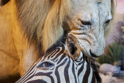 Lion hunting zebra 