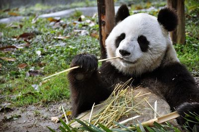 View of panda eating bamboo in zoo