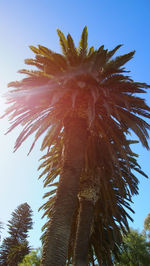 Low angle view of palm tree against clear sky