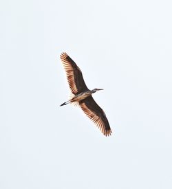Low angle view of bird flying against clear sky