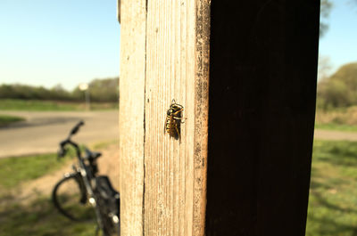 Close-up of bee on wooden post