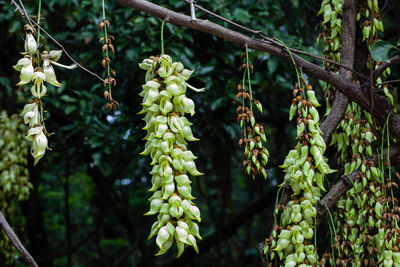 Close-up of berries on tree